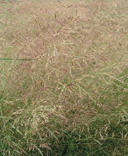 PSINEČEK VELIKÝ (Agrostis gigantea Roth.) - Kapesní atlas trav