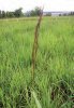 PSINEČEK VELIKÝ (Agrostis gigantea Roth.) #1 - Kapesní atlas trav
