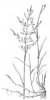 PSINEČEK VELIKÝ (Agrostis gigantea Roth.) #2 - Kapesní atlas trav