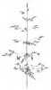 PSINEČEK VELIKÝ (Agrostis gigantea Roth.) #3 - Kapesní atlas trav