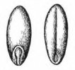 PSINEČEK VELIKÝ (Agrostis gigantea Roth.) #4 - Kapesní atlas trav