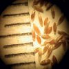 PSINEČEK VÝBĚŽKATÝ (Agrostis stolonifera L.) #5 - Kapesní atlas trav