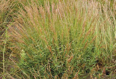 PSINEČEK VÝBĚŽKATÝ (Agrostis stolonifera L.) - Kapesní atlas trav