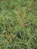PSINEČEK VÝBĚŽKATÝ (Agrostis stolonifera L.) #1 - Kapesní atlas trav