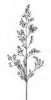 PSINEČEK VÝBĚŽKATÝ (Agrostis stolonifera L.) #2 - Kapesní atlas trav