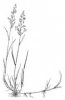 PSINEČEK VÝBĚŽKATÝ (Agrostis stolonifera L.) #3 - Kapesní atlas trav
