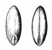 PSINEČEK VÝBĚŽKATÝ (Agrostis stolonifera L.) #4 - Kapesní atlas trav