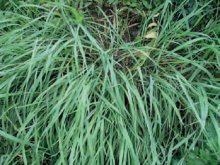 PÝR PLAZIVÝ (Elytrigia repens (L.) Nevski) - Kapesní atlas trav