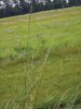 PÝR PLAZIVÝ (Elytrigia repens (L.) Nevski) #1 - Kapesní atlas trav