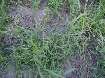 ROSIČKA KRVAVÁ (Digitaria sanquinalis (L.) Scop.) - Kapesní atlas trav