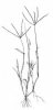 ROSIČKA KRVAVÁ (Digitaria sanquinalis (L.) Scop.) #3 - Kapesní atlas trav