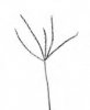 ROSIČKA KRVAVÁ (Digitaria sanquinalis (L.) Scop.) #4 - Kapesní atlas trav