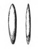 SMĚLEK JEHLANCOVITÝ (Koeleria pyramidata (Lamk.)P.B.) #2 - Kapesní atlas trav