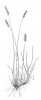 SMĚLEK ŠTÍHLÝ (Koeleria macrantha (Ledeb.) Schult.) #2 - Kapesní atlas trav