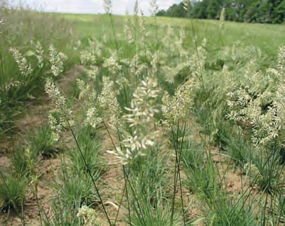 SMĚLEK ŠTÍHLÝ (Koeleria macrantha (Ledeb.) Schult.) - Kapesní atlas trav