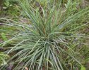 SMĚLEK ŠTÍHLÝ (Koeleria macrantha (Ledeb.) Schult.) #1 - Kapesní atlas trav