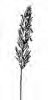 SMĚLEK ŠTÍHLÝ (Koeleria macrantha (Ledeb.) Schult.) #4 - Kapesní atlas trav