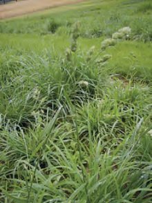 SRHA LALOČNATÁ (Dactylis glomerata L.) - Kapesní atlas trav