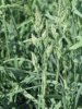 SRHA LALOČNATÁ (Dactylis glomerata L.) #1 - Kapesní atlas trav