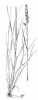SRHA LALOČNATÁ (Dactylis glomerata L.) #2 - Kapesní atlas trav