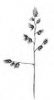 SRHA LALOČNATÁ (Dactylis glomerata L.) #3 - Kapesní atlas trav