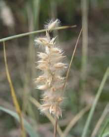 STRDIVKA BRVITÁ (Melica ciliata L.) - Kapesní atlas trav