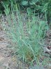 STRDIVKA BRVITÁ (Melica ciliata L.) #1 - Kapesní atlas trav