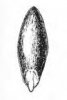 STRDIVKA BRVITÁ (Melica ciliata L.) #4 - Kapesní atlas trav