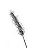 BÉR ZELENÝ (Setaria viridis (L.) P. B.) #4 - Kapesní atlas trav