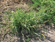 BÉR ZELENÝ (Setaria viridis (L.) P. B.) - Kapesní atlas trav