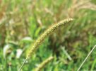 BÉR ZELENÝ (Setaria viridis (L.) P. B.) #1 - Kapesní atlas trav