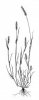 BÉR ZELENÝ (Setaria viridis (L.) P. B.) #3 - Kapesní atlas trav
