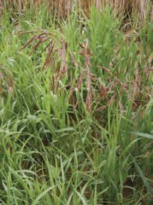 SVEŘEP BEZBRANNÝ (Bromus inermis Leysser) - Kapesní atlas trav