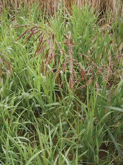 SVEŘEP BEZBRANNÝ (Bromus inermis Leysser) - Kapesní atlas trav