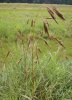 SVEŘEP BEZBRANNÝ (Bromus inermis Leysser) #1 - Kapesní atlas trav