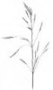 SVEŘEP BEZBRANNÝ (Bromus inermis Leysser) #3 - Kapesní atlas trav