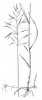 SVEŘEP BEZBRANNÝ (Bromus inermis Leysser) #4 - Kapesní atlas trav