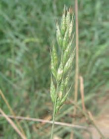 SVEŘEP MĚKKÝ (Bromus hordeaceus L.) - Kapesní atlas trav