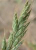 SVEŘEP MĚKKÝ (Bromus hordeaceus L.) #1 - Kapesní atlas trav