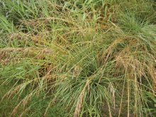 SVEŘEP VZPŘÍMENÝ (Bromus erectus Huds.) - Kapesní atlas trav