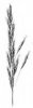 SVEŘEP VZPŘÍMENÝ (Bromus erectus Huds.) #3 - Kapesní atlas trav