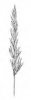 TOMKA VONNÁ (Anthoxanthum odoratum L.) #3 - Kapesní atlas trav