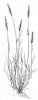 TOMKA VONNÁ (Anthoxanthum odoratum L.) #4 - Kapesní atlas trav