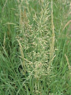 TROJŠTĚT ŽLUTAVÝ (Trisetum flavescens (L.)P.B.) - Kapesní atlas trav