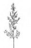 TROJŠTĚT ŽLUTAVÝ (Trisetum flavescens (L.)P.B.) #2 - Kapesní atlas trav