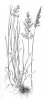 TROJŠTĚT ŽLUTAVÝ (Trisetum flavescens (L.)P.B.) #3 - Kapesní atlas trav