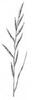 VÁLEČKA PRÁPOŘITÁ (Brachypodium pinnatum (L.)P.B.) #2 - Kapesní atlas trav