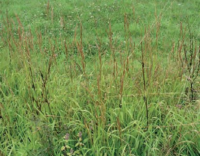 VÁLEČKA PRÁPOŘITÁ (Brachypodium pinnatum (L.)P.B.) - Kapesní atlas trav