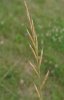 VÁLEČKA PRÁPOŘITÁ (Brachypodium pinnatum (L.)P.B.) #1 - Kapesní atlas trav