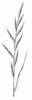 VÁLEČKA PRÁPOŘITÁ (Brachypodium pinnatum (L.)P.B.) #2 - Kapesní atlas trav